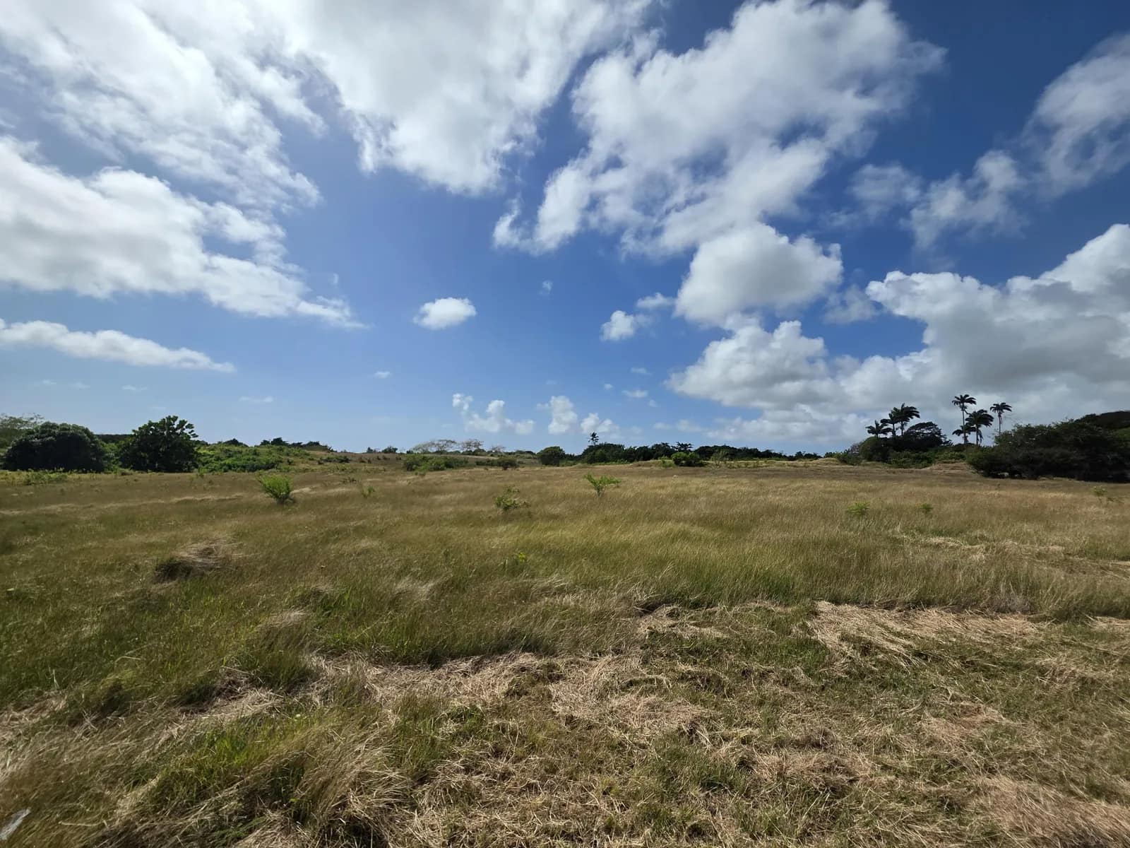 Haynes Hill
