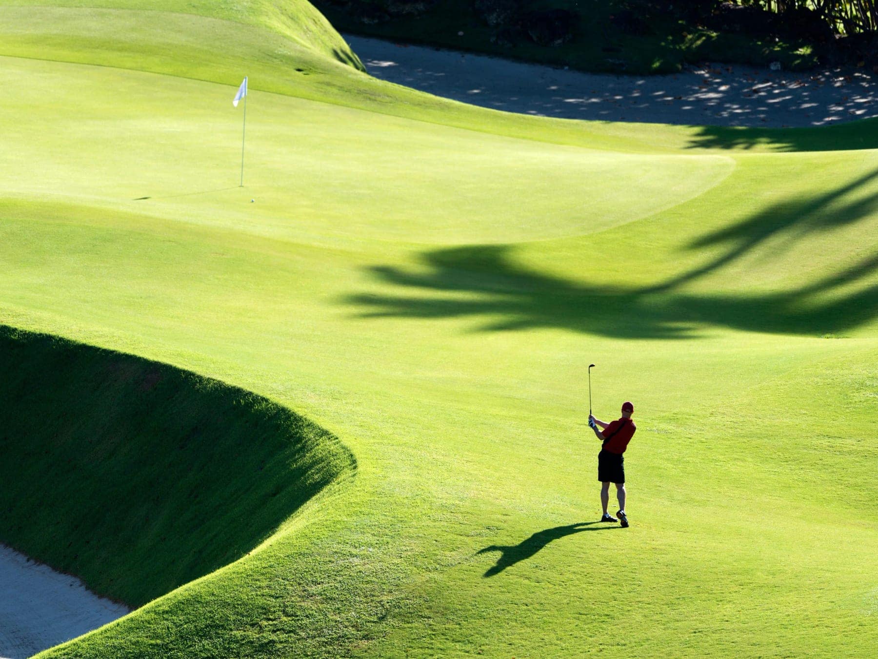 A golfer on a sunlit fairway shaded by palms
