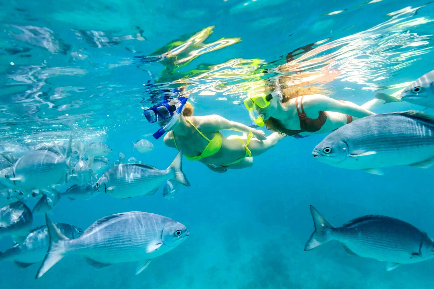 A snorkeller in clear water off a west coast beach