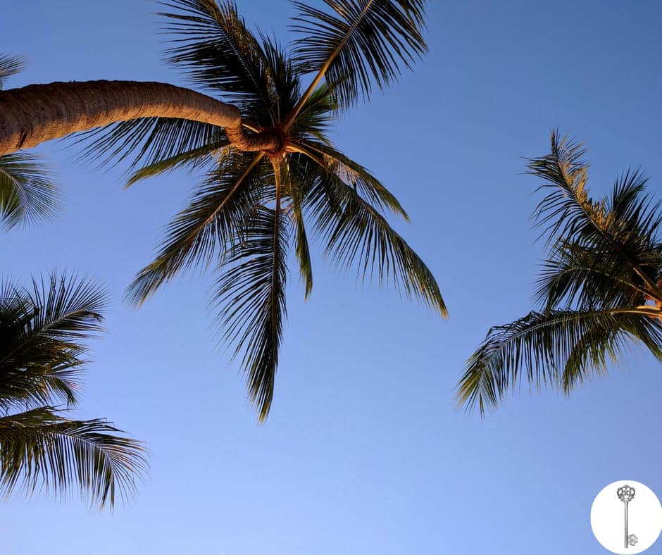 "National Coconut Day"