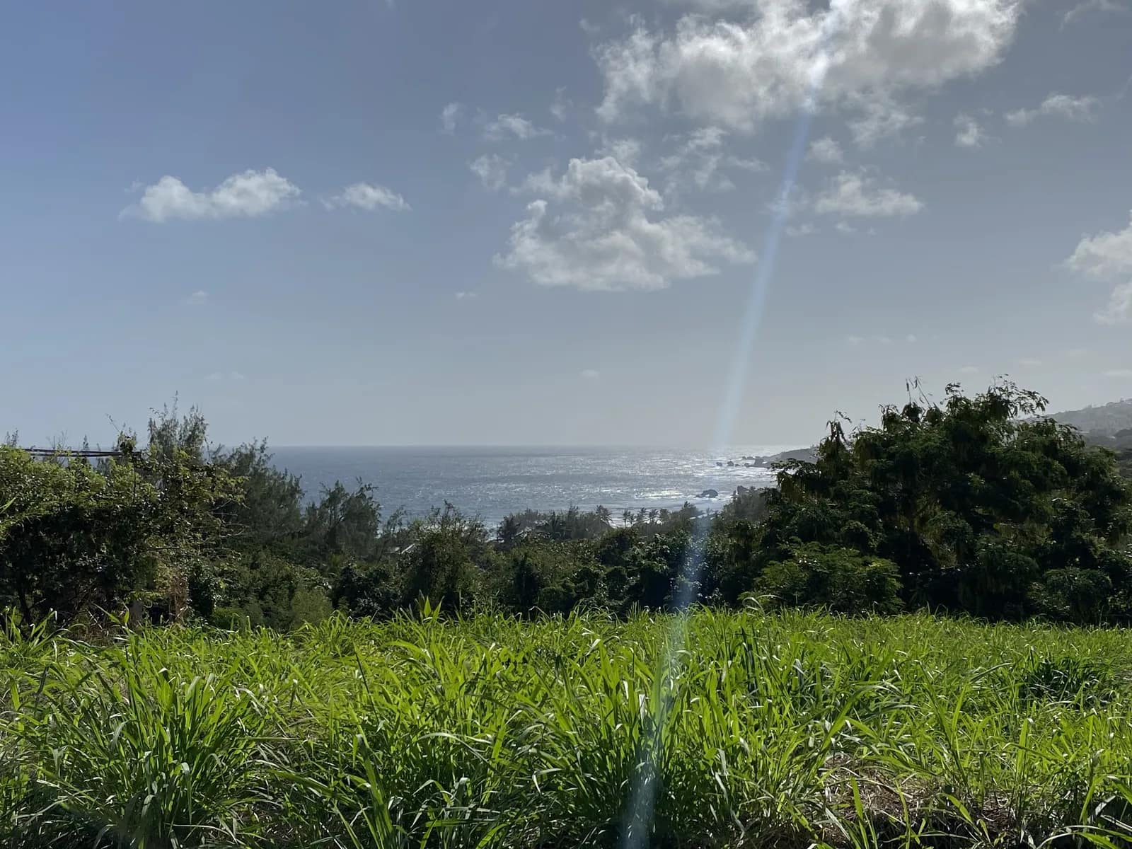 Cattlewash, Atlantic Park 42